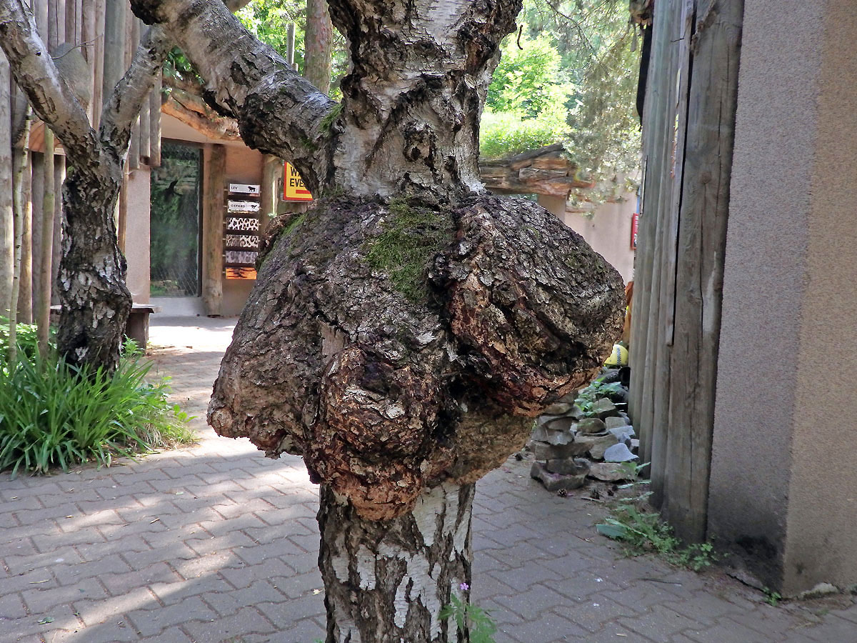 Nádor na bříze bělokoré (Betula pendula Roth) (74a)