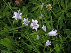 Zvonek rozkladitý (Campanula patula L.) se světlými květy (5)