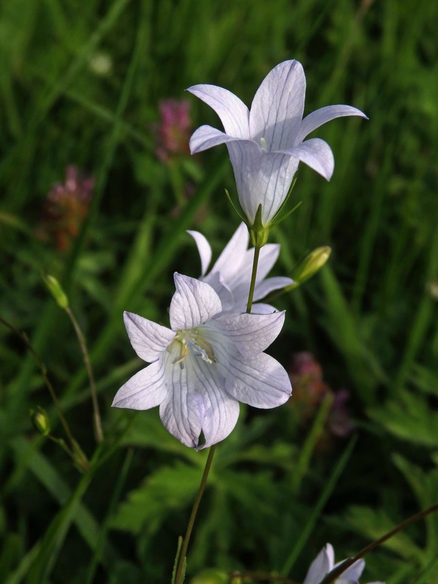 Zvonek rozkladitý (Campanula patula L.) - sedmičetný květ (2a)