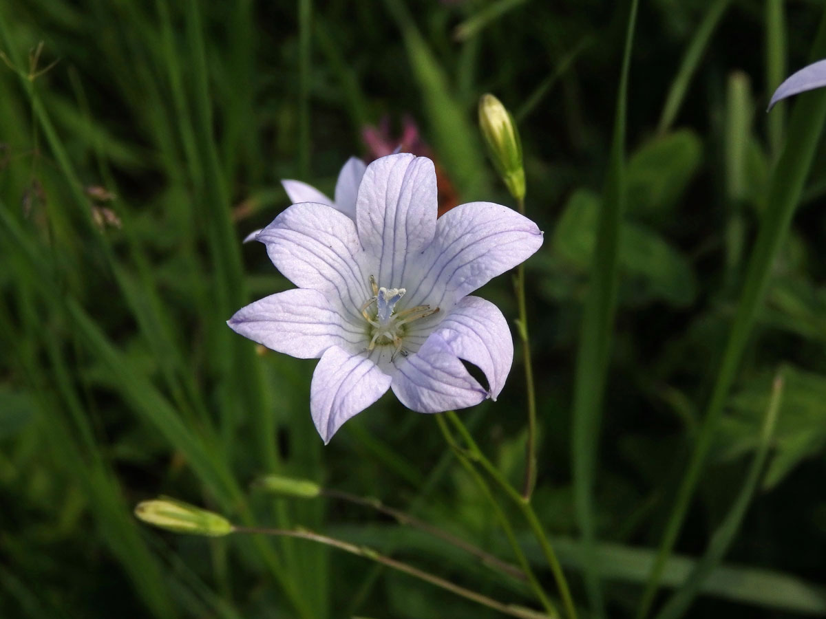 Zvonek rozkladitý (Campanula patula L.) - sedmičetný květ (2b)