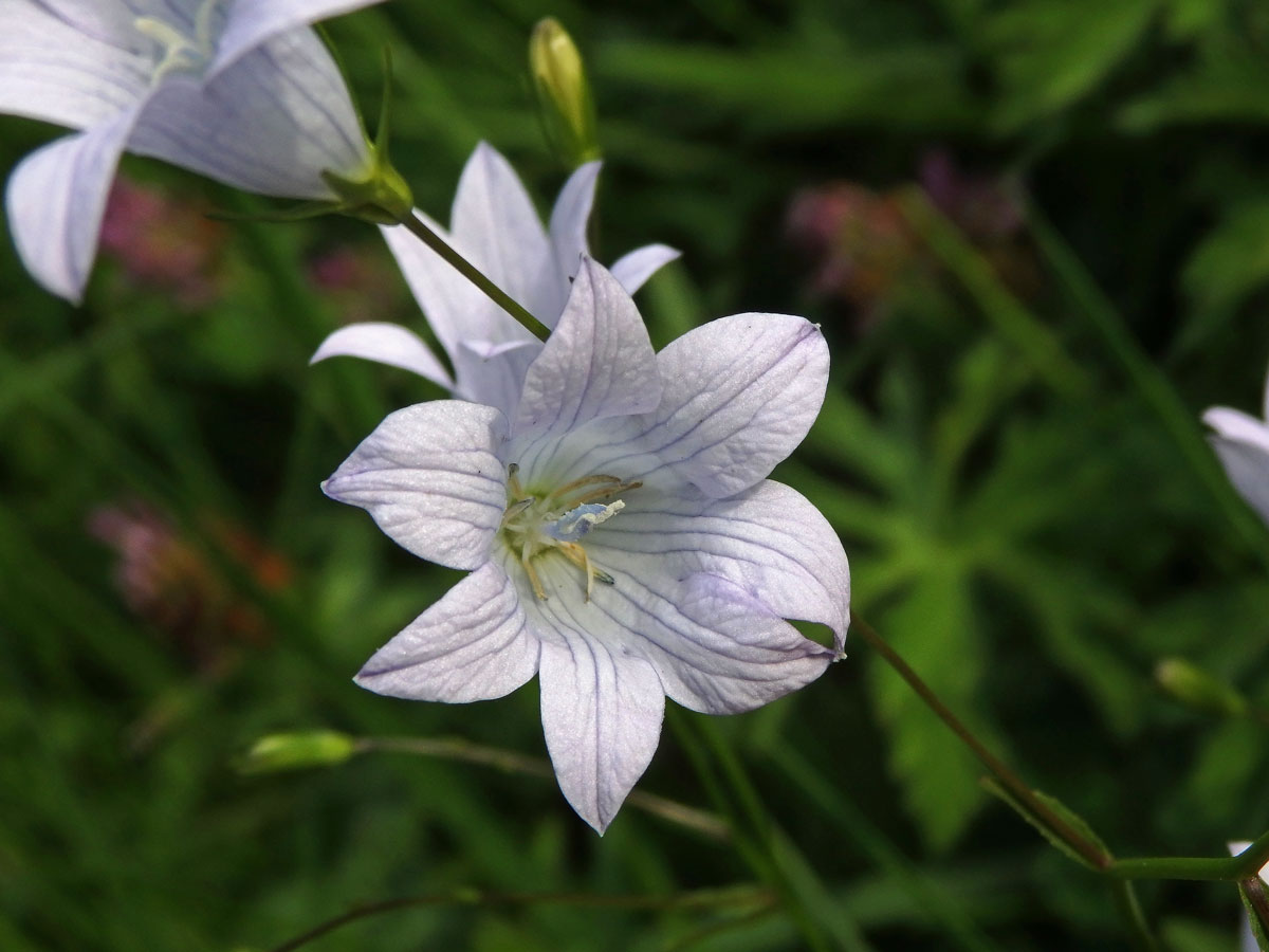 Zvonek rozkladitý (Campanula patula L.) - sedmičetný květ (2c)