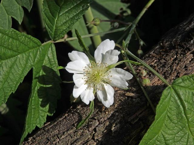 Ostružiník ježiník (Rubus caesius L.) s desetičetným květem (1)