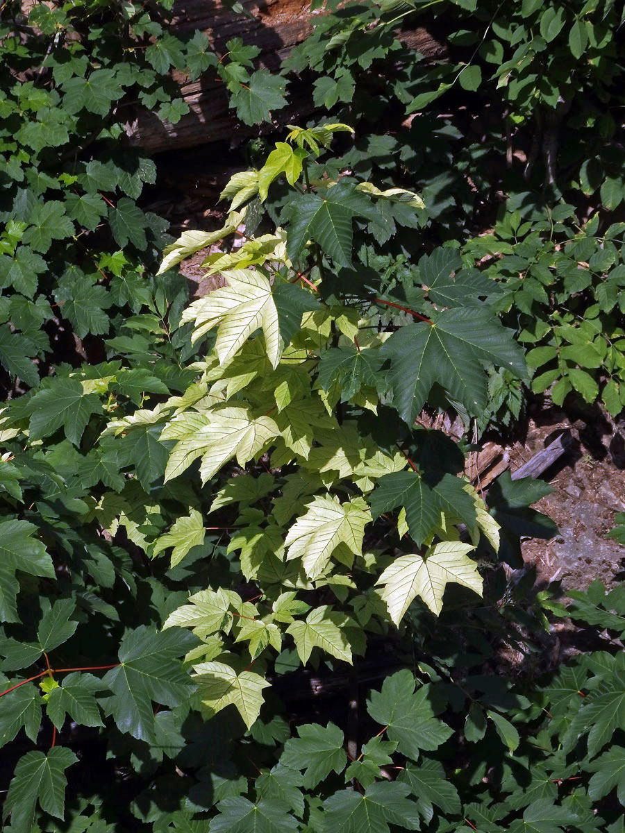 Javor klen (Acer pseudoplatanus L.) s panašovanými listy (4a)