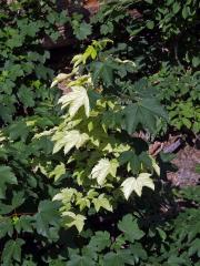 Javor klen (Acer pseudoplatanus L.) s panašovanými listy (4a)