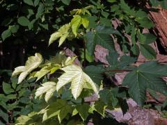 Javor klen (Acer pseudoplatanus L.) s panašovanými listy (4b)