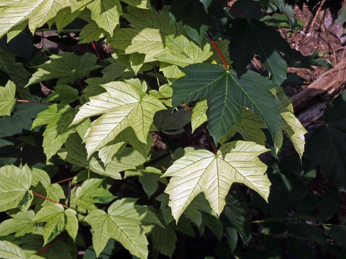 Javor klen (Acer pseudoplatanus L.) s panašovanými listy (4c)