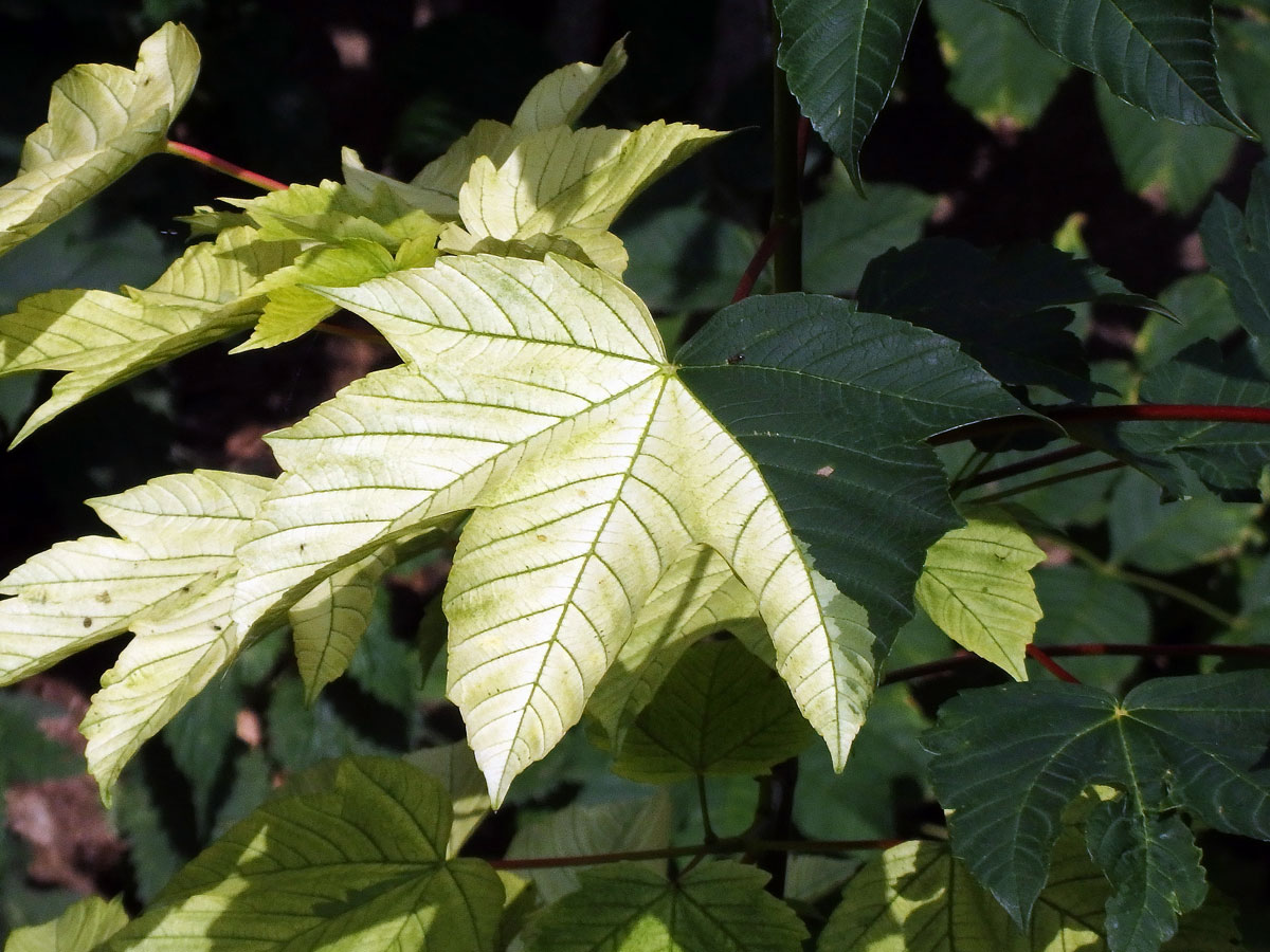 Javor klen (Acer pseudoplatanus L.) s panašovanými listy (4d)