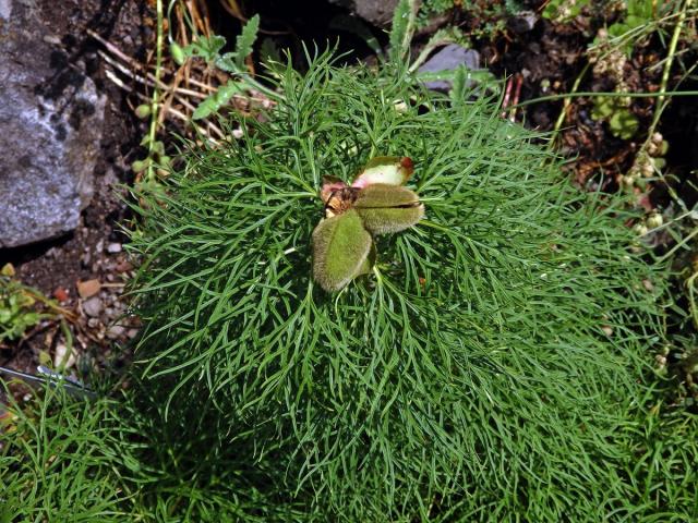 Pivoňka úzkolistá (Paeonia tenuifolia L.)