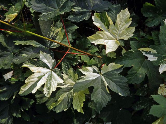 Javor klen (Acer pseudoplatanus L.) s panašovanými listy (3m)