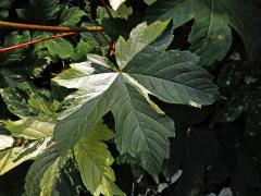 Javor klen (Acer pseudoplatanus L.) s panašovanými listy (3o)