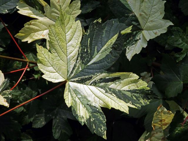 Javor klen (Acer pseudoplatanus L.) s panašovanými listy (3q)