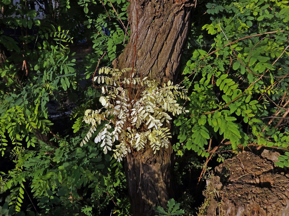 Trnovník akát (Robinia pseudoacacia L.) bez chlorofylu