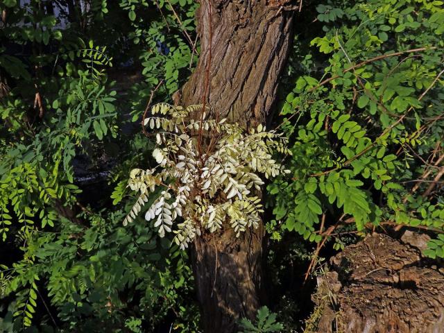 Trnovník akát (Robinia pseudoacacia L.) bez chlorofylu