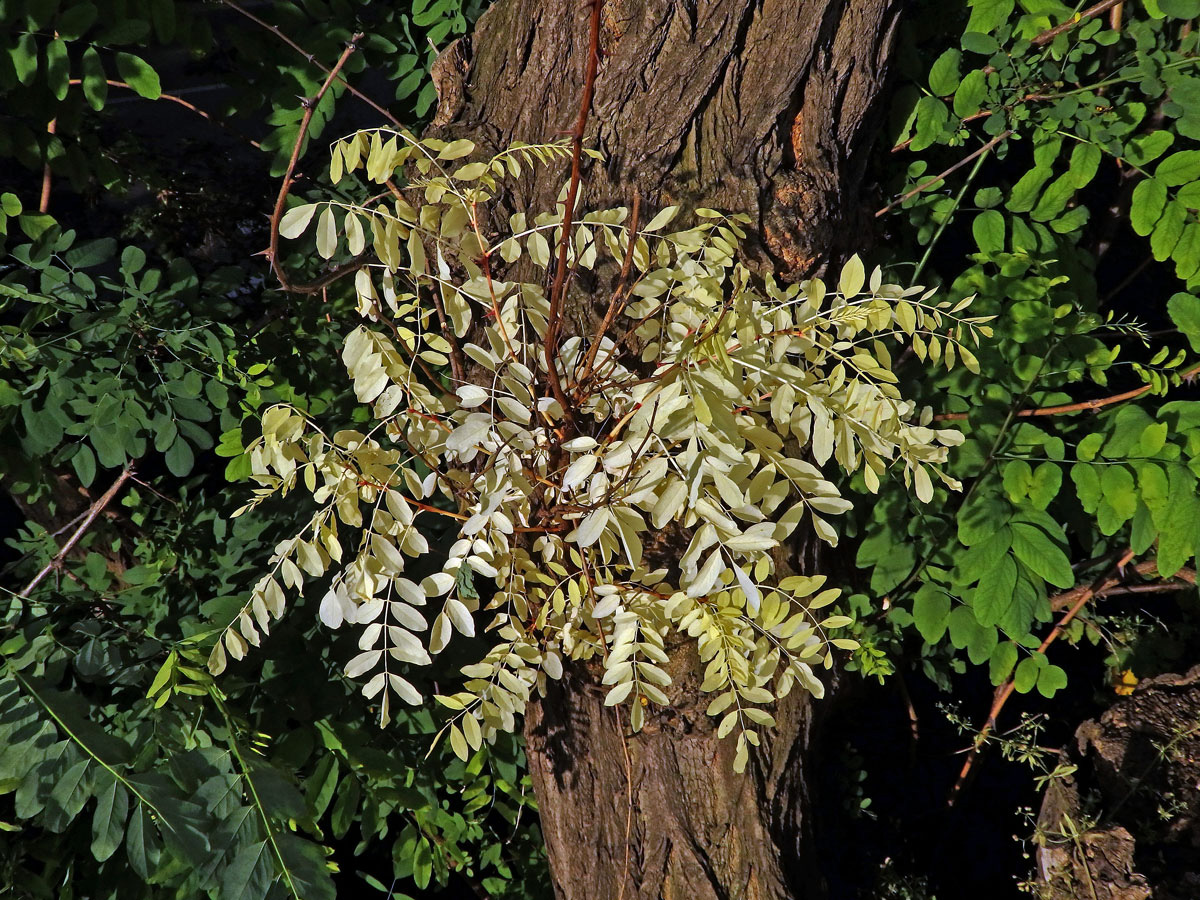 Trnovník akát (Robinia pseudoacacia L.) bez chlorofylu