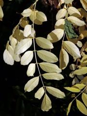 Trnovník akát (Robinia pseudoacacia L.) bez chlorofylu