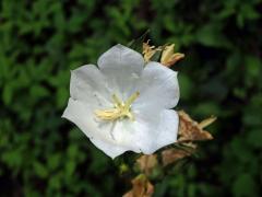 Zvonek broskvolistý (Campanula persicifolia L.), šestičetný květ