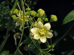 Posed dvoudomý (Bryonia dioica Jacq.) s šestičetným květem (4)