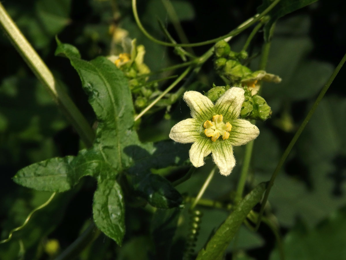 Posed dvoudomý (Bryonia dioica Jacq.) s šestičetným květem (5)