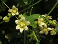 Posed dvoudomý (Bryonia dioica Jacq.) s šestičetným květem (6)