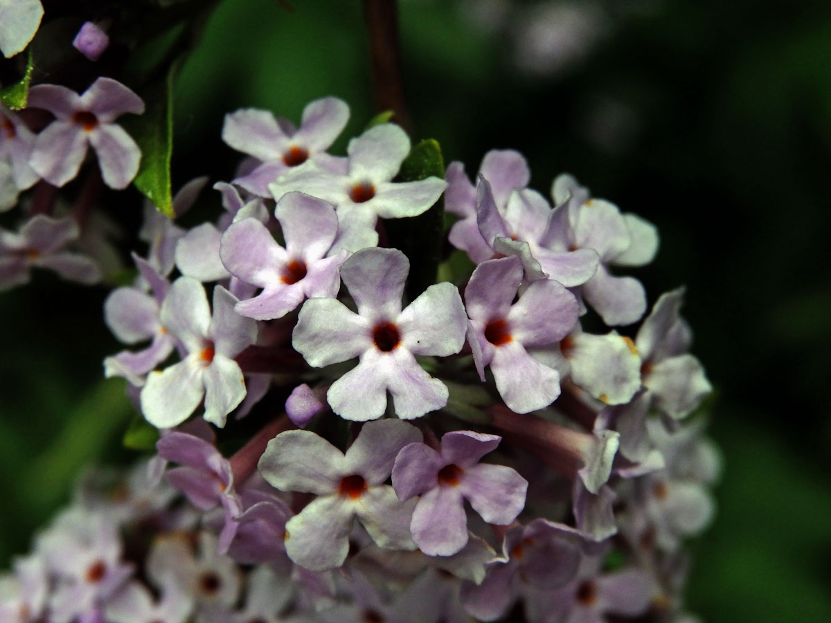 Komule střídavolistá (Buddleja alternifolia Maxim.), pětičetný květ (1)