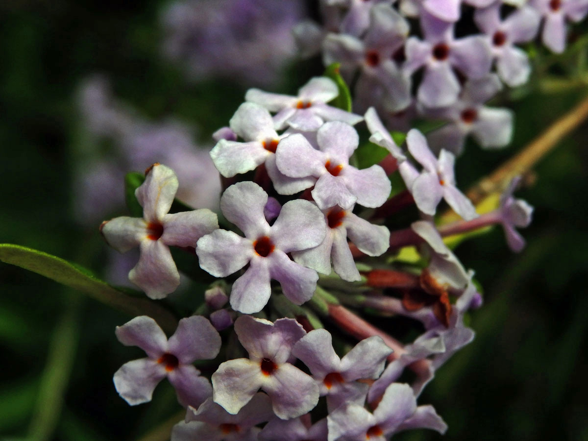 Komule střídavolistá (Buddleja alternifolia Maxim.), pětičetný květ (2)