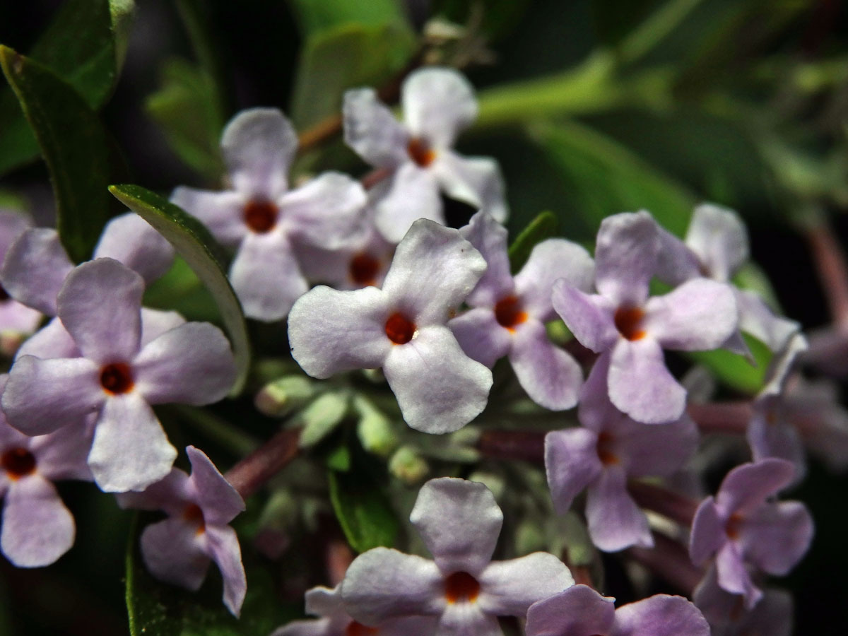 Komule střídavolistá (Buddleja alternifolia Maxim.), trojčetný květ (1)