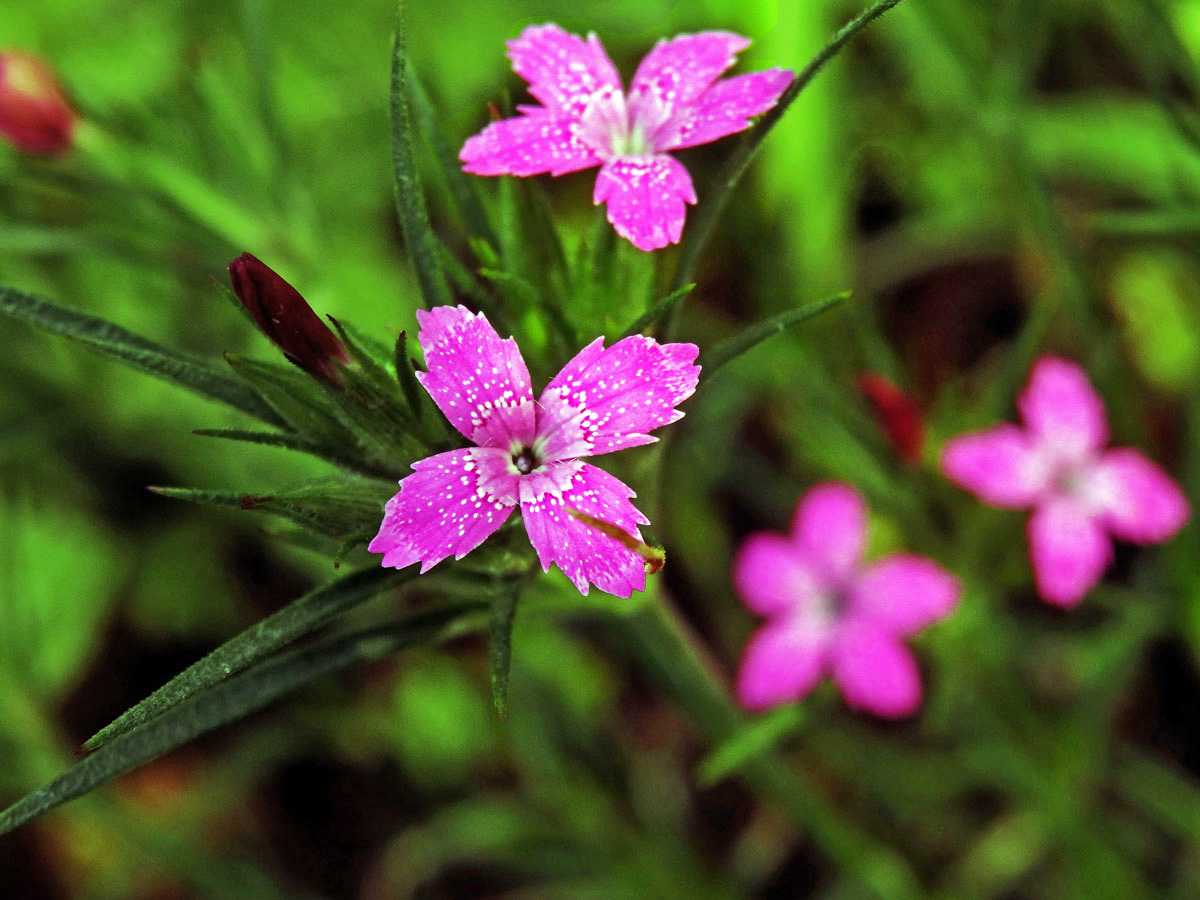 Hvozdík svazčitý (Dianthus almeria L.), čtyřčetný květ (2)