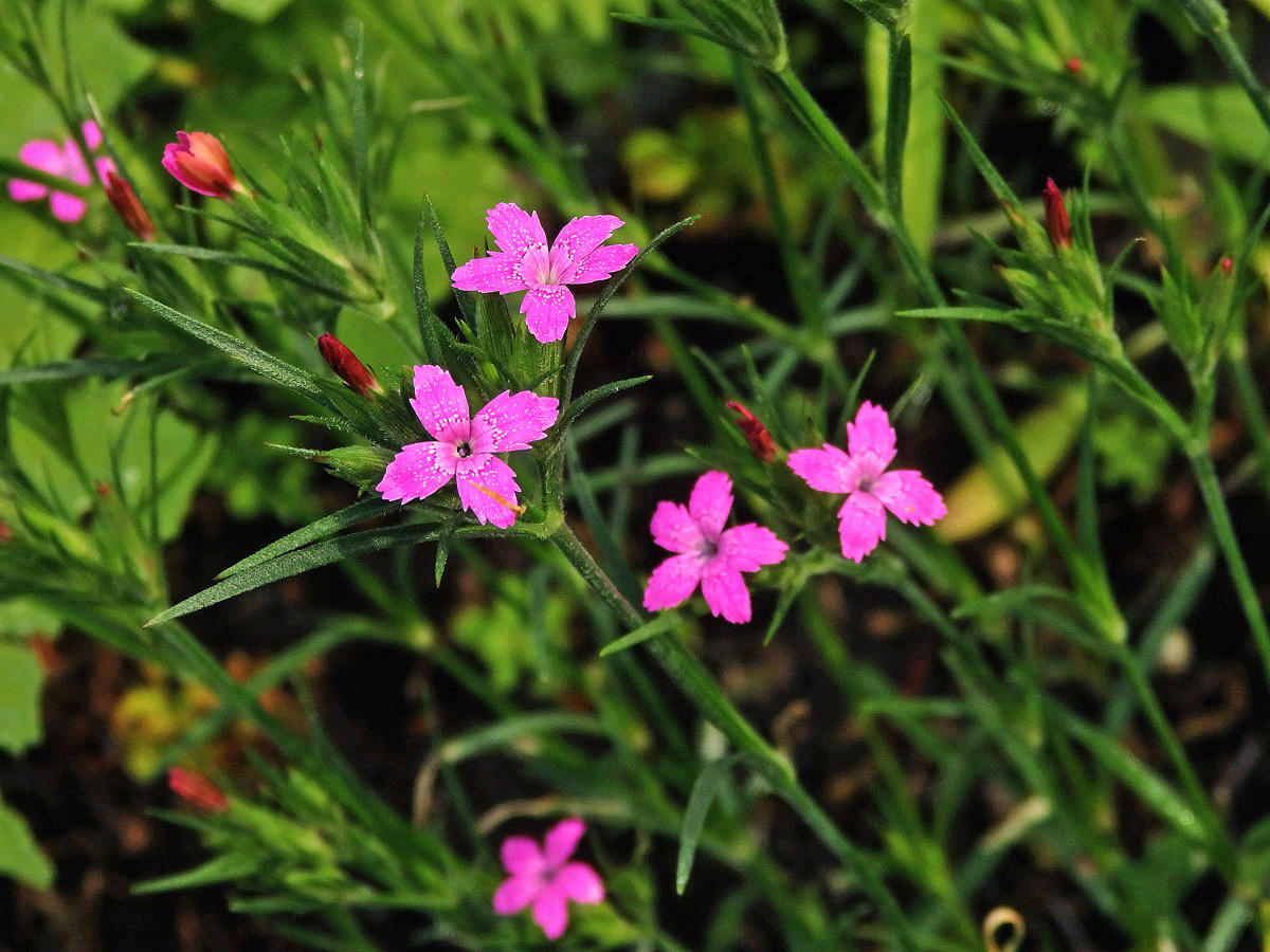 Hvozdík svazčitý (Dianthus almeria L.), čtyřčetný květ (3)