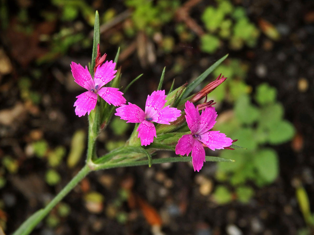 Hvozdík svazčitý (Dianthus almeria L.), čtyřčetný květ (7)