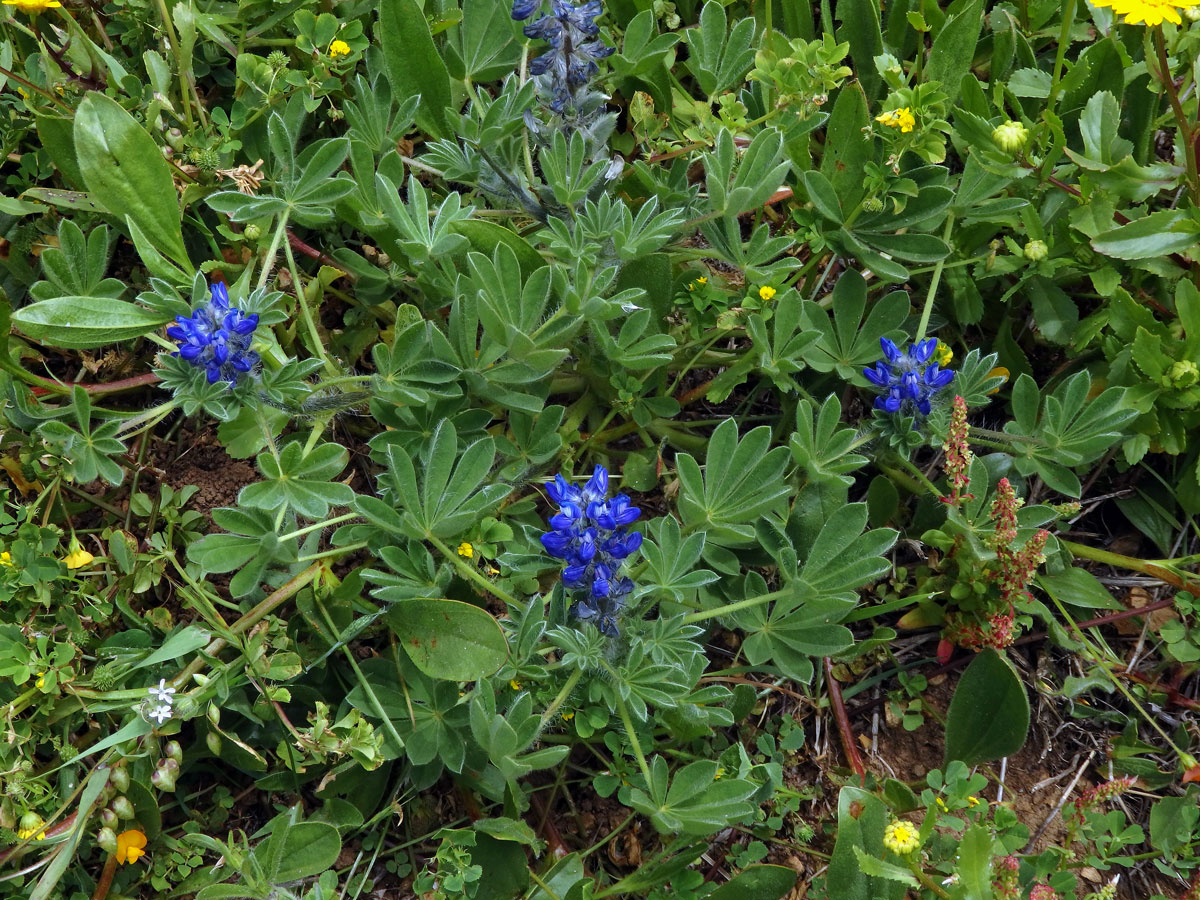 Lupina (Lupinus micranthus Guss.)