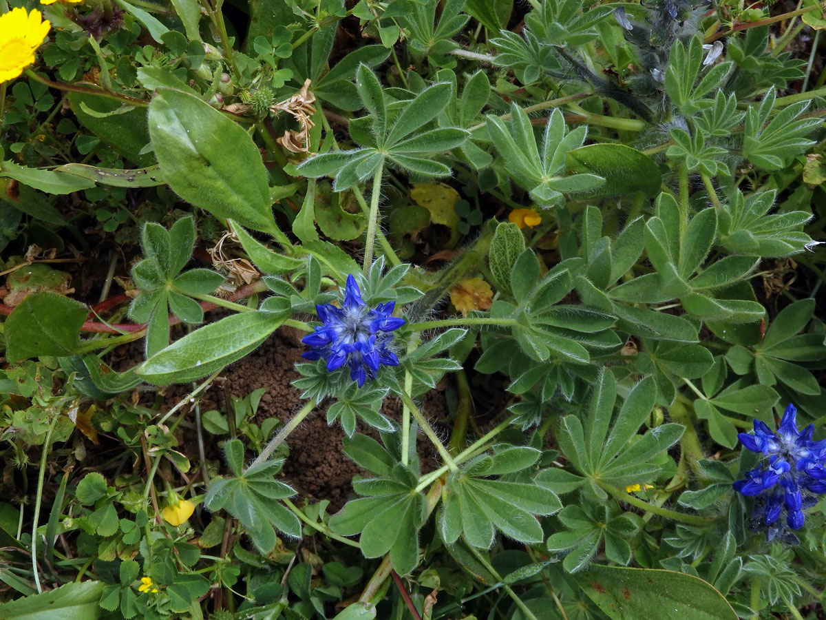 Lupina (Lupinus micranthus Guss.)