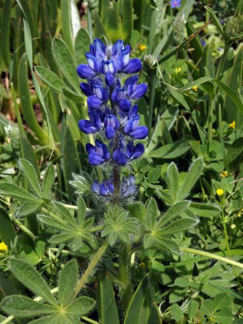 Lupina (Lupinus micranthus Guss.)