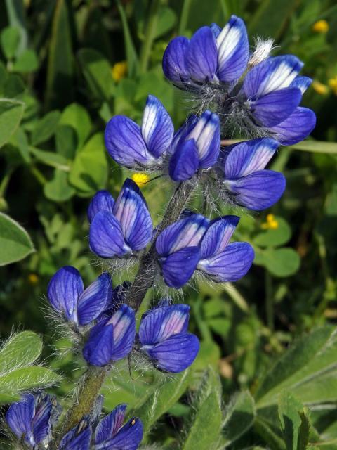 Lupina (Lupinus micranthus Guss.)