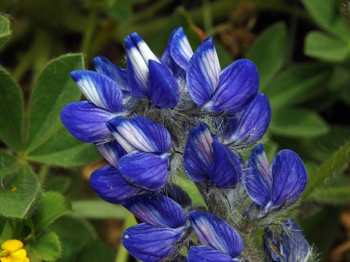 Lupina (Lupinus micranthus Guss.)