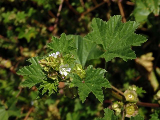 Sléz malokvětý (Malva parviflora L.)