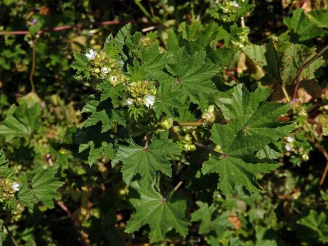 Sléz malokvětý (Malva parviflora L.)