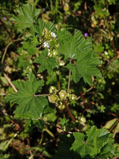 Sléz malokvětý (Malva parviflora L.)