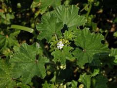 Sléz malokvětý (Malva parviflora L.)