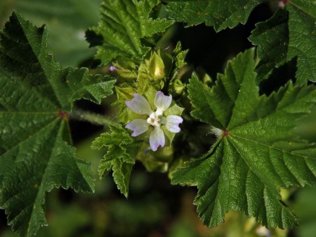 Sléz malokvětý (Malva parviflora L.)