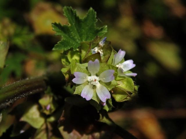 Sléz malokvětý (Malva parviflora L.)