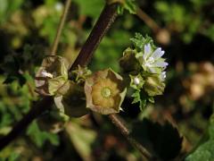 Sléz malokvětý (Malva parviflora L.)