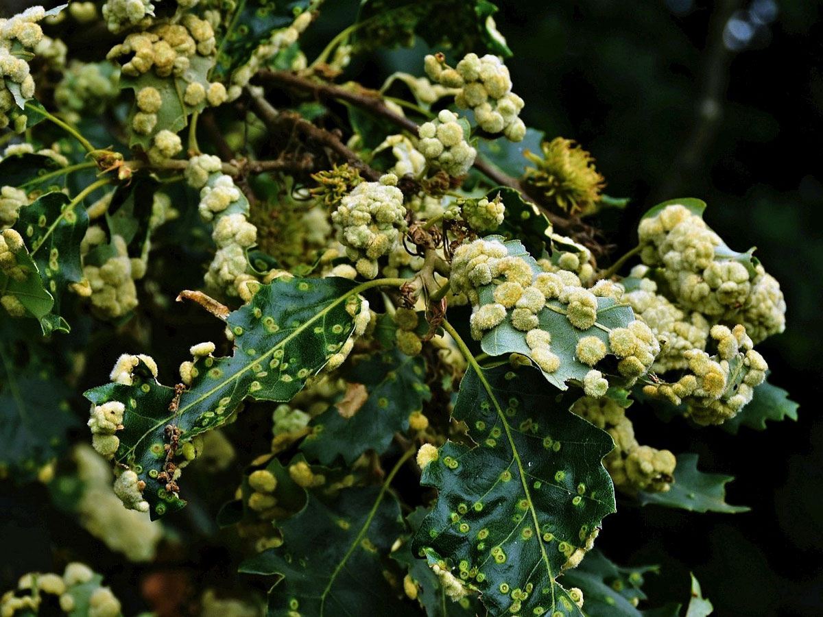 Hálky bejlomorky Dryomia circinnans, dub cer