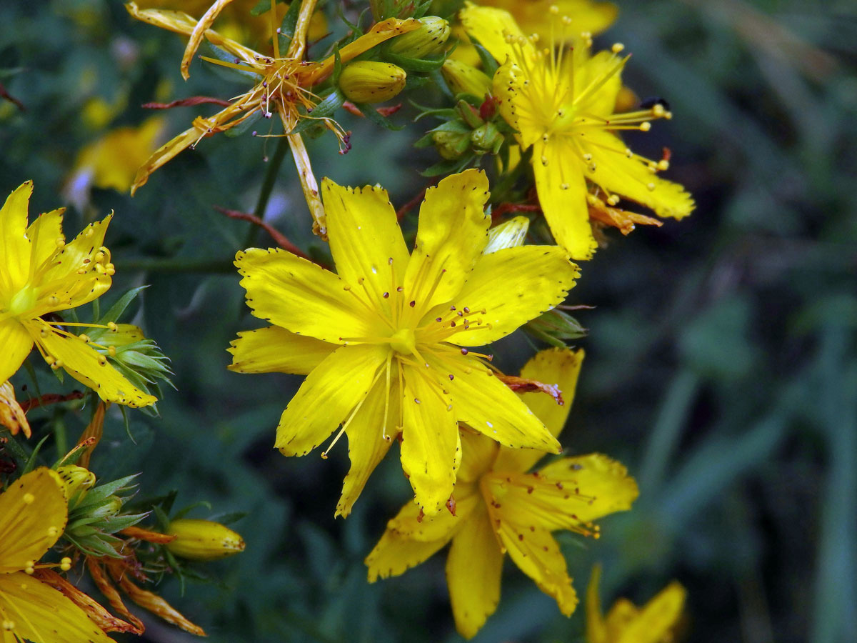 Třezalka tečkovaná (Hypericum perforatum L.), vícečetný květ (2)