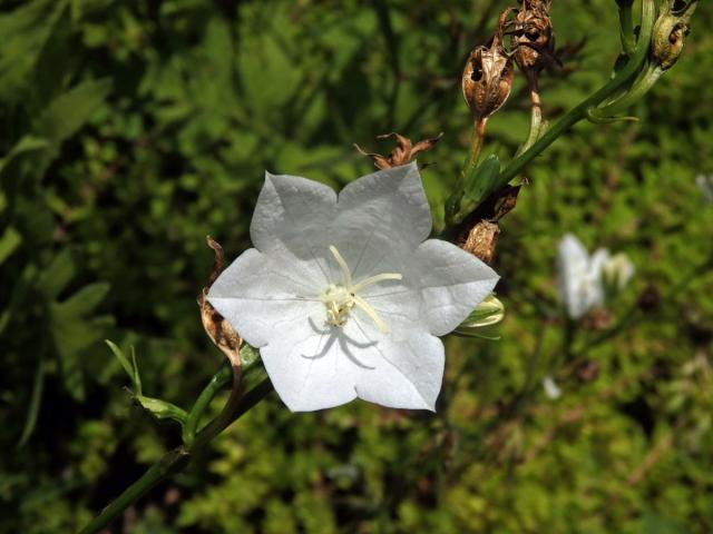 Zvonek broskvolistý (Campanula persicifolia L.), šestičetný květ