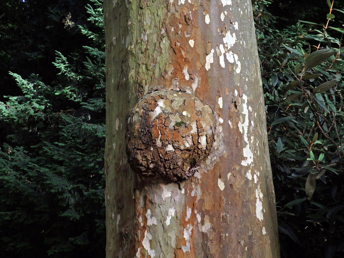 Platan javorolistý (Platanus x hispanica Mill.), nádor na kmeni (6a)