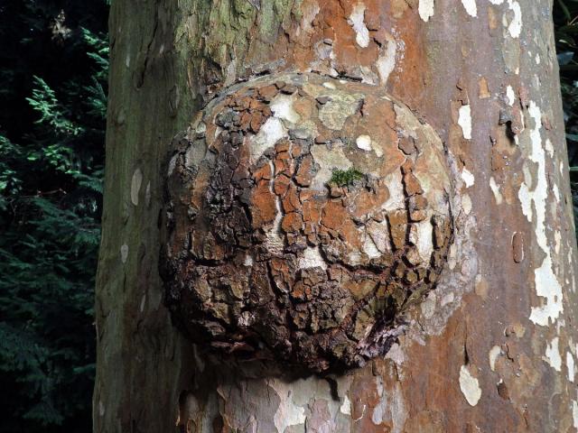 Platan javorolistý (Platanus x hispanica Mill.), nádor na kmeni (6b)