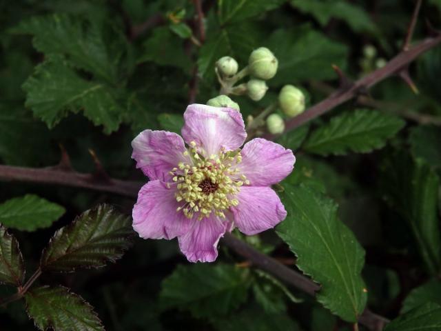 Ostružiník (Rubus sanctus Schreb.) s šestičetným květem (8)