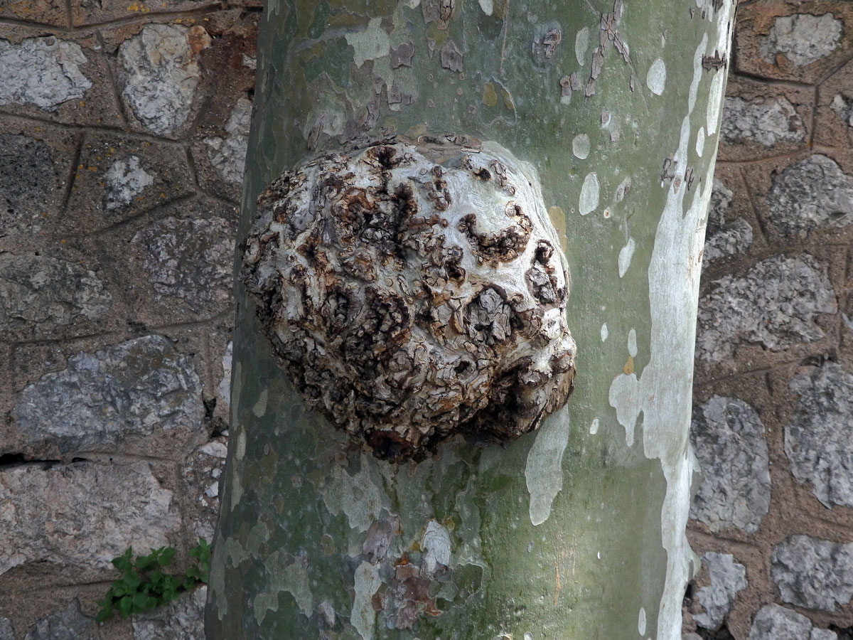 Platan javorolistý (Platanus x hispanica Mill.), nádor na kmeni (7a)