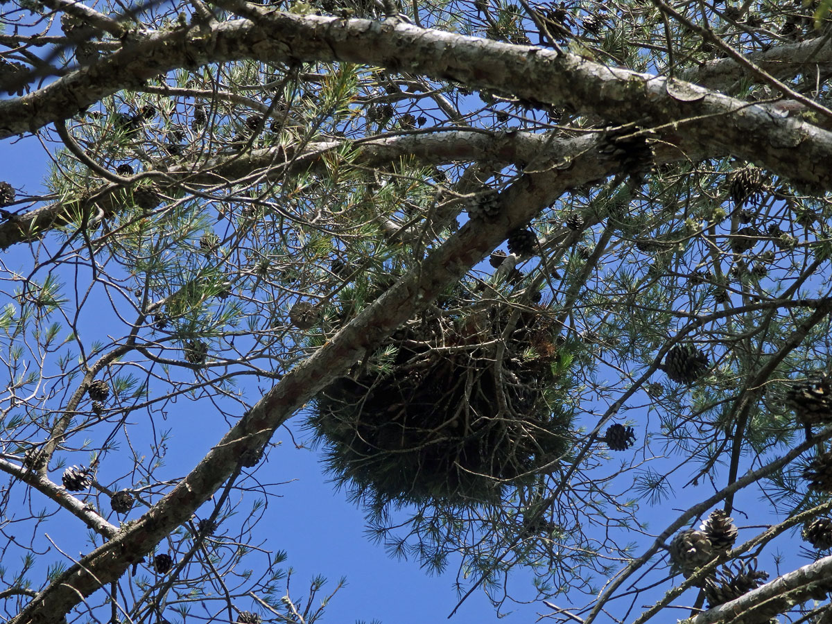 Čarověník na borovici halepské (Pinus halepensis P. Miller) (17a)