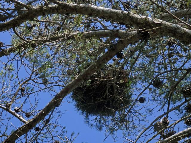 Čarověník na borovici halepské (Pinus halepensis P. Miller) (17a)